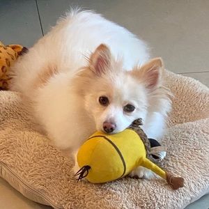 Meet your Posher, Julia